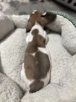 Max, a male Miniature Dachshund for sale in Spotsylvania Courthouse, VA – Photo 10 of 10