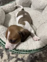 Max, a male Miniature Dachshund for sale in Spotsylvania Courthouse, VA – Photo 6 of 10