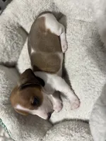 Max, a male Miniature Dachshund for sale in Spotsylvania Courthouse, VA – Photo 8 of 10