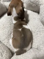 Max, a male Miniature Dachshund for sale in Spotsylvania Courthouse, VA – Photo 7 of 10