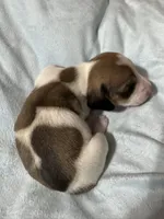 Max, a male Miniature Dachshund for sale in Spotsylvania Courthouse, VA – Photo 3 of 10