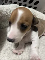Max, a male Miniature Dachshund for sale in Spotsylvania Courthouse, VA – Photo 9 of 10