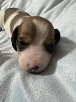 Max, a male Miniature Dachshund for sale in Spotsylvania Courthouse, VA – Photo 5 of 10