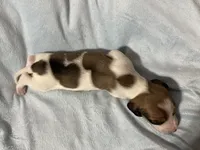 Max, a male Miniature Dachshund for sale in Spotsylvania Courthouse, VA – Photo 4 of 10