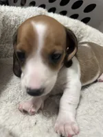 Max, a male Miniature Dachshund for sale in Spotsylvania Courthouse, VA – Photo 1 of 10