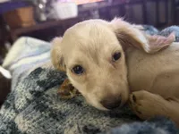 Churro, a female Miniature Dachshund for sale in Spotsylvania Courthouse, VA – 5 of 7
