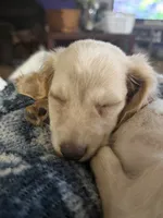 Churro, a female Miniature Dachshund for sale in Spotsylvania Courthouse, VA – 4 of 7