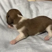 Winter, a male Miniature Dachshund for sale in Spotsylvania Courthouse, VA – Photo 6 of 10
