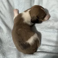 Winter, a male Miniature Dachshund for sale in Spotsylvania Courthouse, VA – Photo 4 of 10