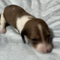 Winter, a male Miniature Dachshund for sale in Spotsylvania Courthouse, VA – Photo 2 of 10