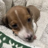 Winter, a male Miniature Dachshund for sale in Spotsylvania Courthouse, VA – Photo 1 of 10
