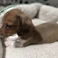 Winter, a male Miniature Dachshund for sale in Spotsylvania Courthouse, VA – Photo 8 of 10