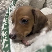 Winter, a male Miniature Dachshund for sale in Spotsylvania Courthouse, VA – Photo 9 of 10