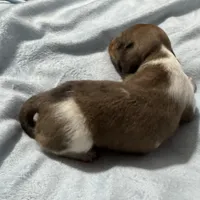Winter, a male Miniature Dachshund for sale in Spotsylvania Courthouse, VA – Photo 3 of 10