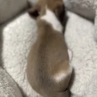 Winter, a male Miniature Dachshund for sale in Spotsylvania Courthouse, VA – Photo 7 of 10