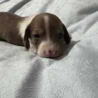 Winter, a male Miniature Dachshund for sale in Spotsylvania Courthouse, VA – Photo 5 of 10