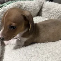 Winter, a male Miniature Dachshund for sale in Spotsylvania Courthouse, VA – Photo 10 of 10