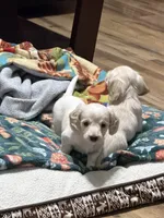 Mochi, a male Miniature Dachshund for sale in Spotsylvania Courthouse, VA – 5 of 5