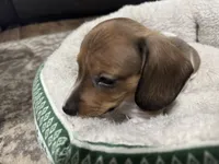 Cane, a male Miniature Dachshund for sale in Spotsylvania Courthouse, VA – Photo 6 of 9