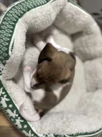 Cane, a male Miniature Dachshund for sale in Spotsylvania Courthouse, VA – Photo 8 of 9