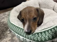 Cane, a male Miniature Dachshund for sale in Spotsylvania Courthouse, VA – Photo 1 of 9