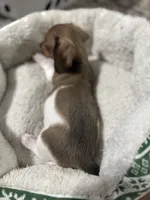 Cane, a male Miniature Dachshund for sale in Spotsylvania Courthouse, VA – Photo 7 of 9