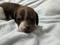 Cane, a male Miniature Dachshund for sale in Spotsylvania Courthouse, VA – Photo 2 of 9