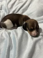 Cane, a male Miniature Dachshund for sale in Spotsylvania Courthouse, VA – Photo 4 of 9