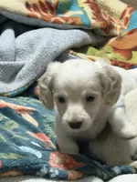 Mochi, a male Miniature Dachshund for sale in Spotsylvania Courthouse, VA – 2 of 5