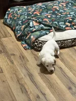 Mochi, a male Miniature Dachshund for sale in Spotsylvania Courthouse, VA – 3 of 5