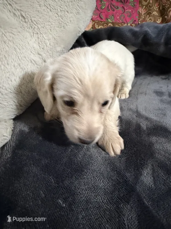 Biscuit – Miniature Dachshund puppy for sale in Spotsylvania Courthouse, VA