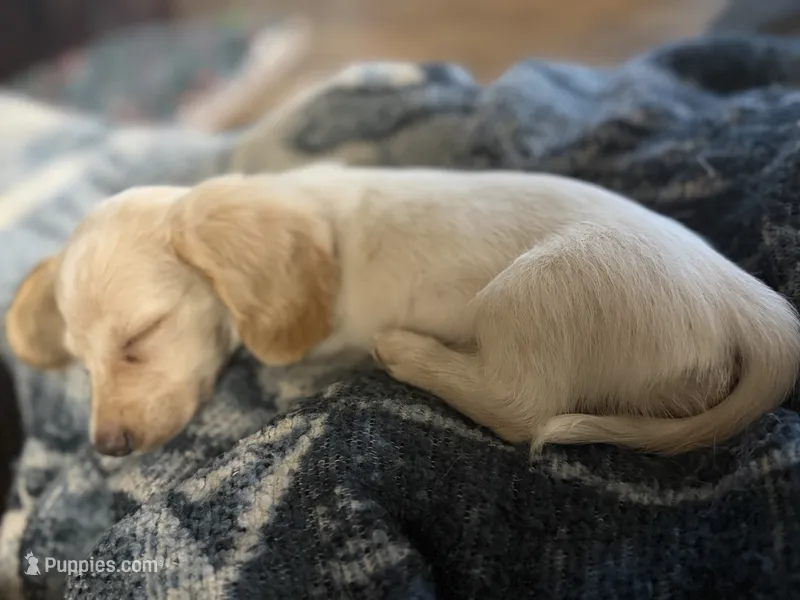 Churro – Miniature Dachshund puppy for sale in Spotsylvania Courthouse, VA