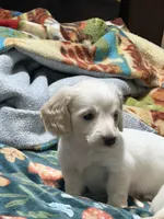 Mochi, a male Miniature Dachshund for sale in Spotsylvania Courthouse, VA – 4 of 5
