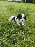 Charlie, a male Cavalier King Charles Spaniel for sale in Balsam Lake, WI – 6 of 6