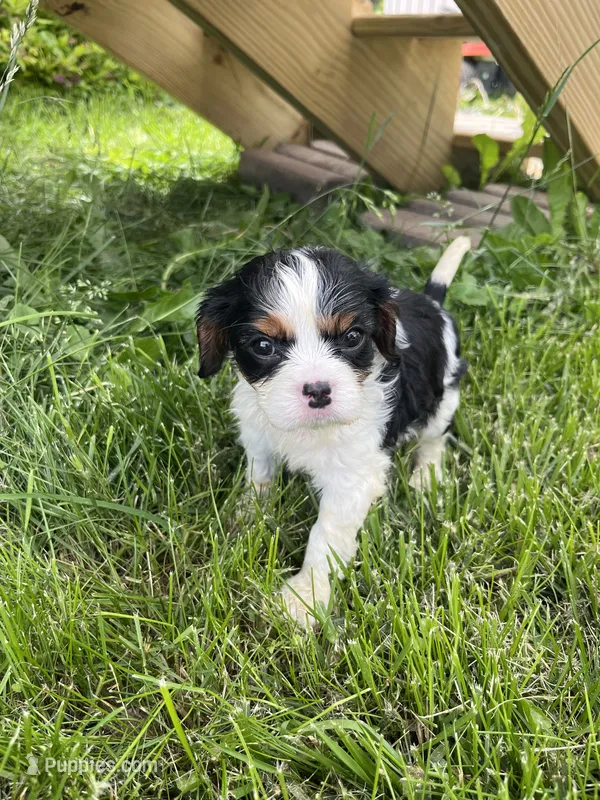 Gracie – Cavalier King Charles Spaniel puppy for sale in Balsam Lake, WI