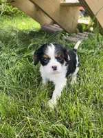 Gracie, a female Cavalier King Charles Spaniel for sale in Balsam Lake, WI – 5 of 10