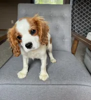 Roman, a male Cavalier King Charles Spaniel for sale in Balsam Lake, WI – 5 of 10