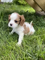Roman, a male Cavalier King Charles Spaniel for sale in Balsam Lake, WI – 2 of 10