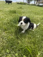 Charlie, a male Cavalier King Charles Spaniel for sale in Balsam Lake, WI – 4 of 6