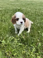 Harper, a female Cavalier King Charles Spaniel for sale in Balsam Lake, WI – 8 of 8