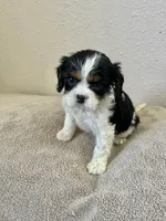 Gracie, a female Cavalier King Charles Spaniel for sale in Balsam Lake, WI – 3 of 10