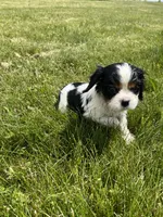 Charlie, a male Cavalier King Charles Spaniel for sale in Balsam Lake, WI – 5 of 6