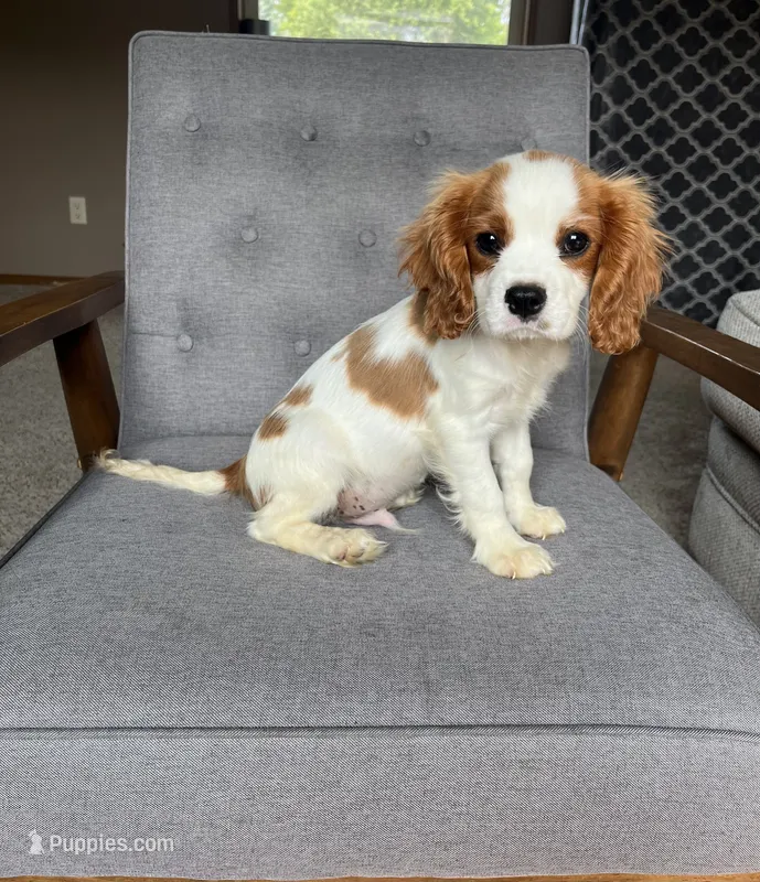 Roman – Cavalier King Charles Spaniel puppy for sale in Balsam Lake, WI