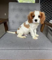 Roman, a male Cavalier King Charles Spaniel for sale in Balsam Lake, WI – 1 of 10