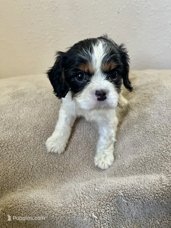Gracie – Cavalier King Charles Spaniel puppy for sale in Balsam Lake, WI