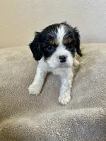 Gracie, a female Cavalier King Charles Spaniel for sale in Balsam Lake, WI – 1 of 10