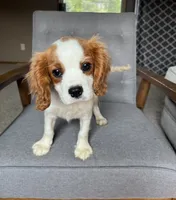 Roman, a male Cavalier King Charles Spaniel for sale in Balsam Lake, WI – 6 of 10