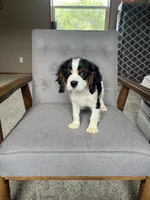 Charlie, a male Cavalier King Charles Spaniel for sale in Balsam Lake, WI – 2 of 9