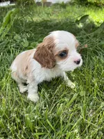 Harper, a female Cavalier King Charles Spaniel for sale in Balsam Lake, WI – 5 of 8