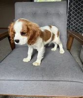 Roman, a male Cavalier King Charles Spaniel for sale in Balsam Lake, WI – 8 of 10